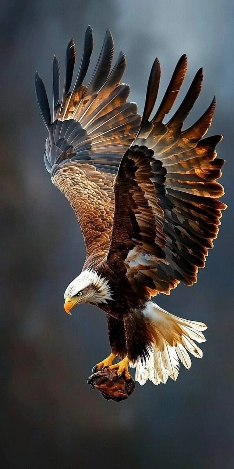 Eagle Wallpaper screenshot