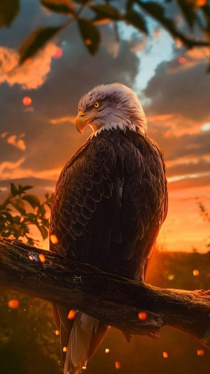 Eagle Wallpaper screenshot